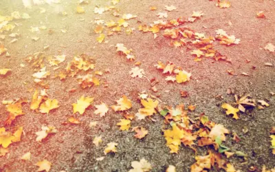 Herbstliche Ruhe und ein neues Gesicht beim Kindertreff